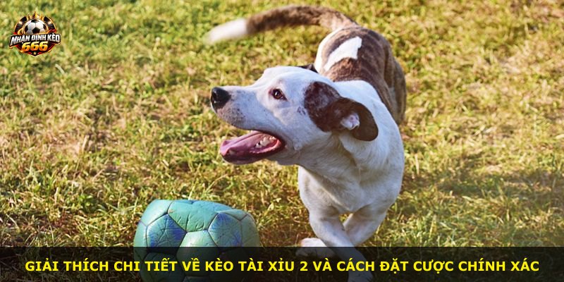 Giải thích chi tiết về kèo tài xỉu 2 và cách đặt cược chính xác